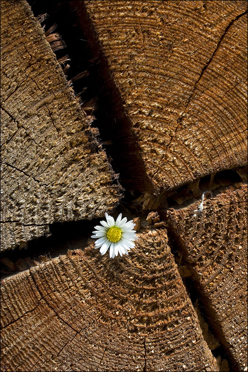 Flower Power